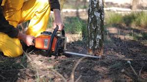 How Our Tree Care Process Works  in  Eudora, AR