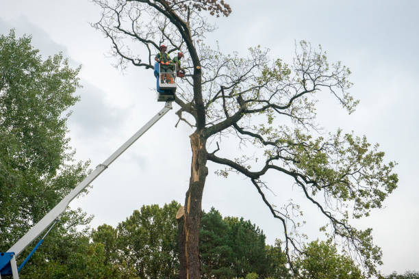 Professional Tree Removal Services in Eudora, AR